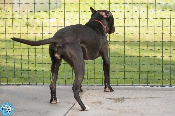 Chloe: un piccolo uragano in cerca di casa Foto 5